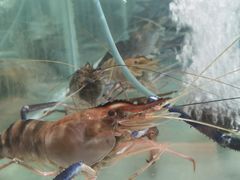 -七星龙虾城·海鲜·大闸蟹(吴江店)