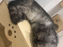 -猫色咖啡·猫咖