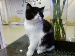 -Ly形象设计