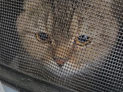 -心仪动物医院·牙专科·肿瘤·心脏科(西客站院)