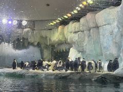 -帝企鹅自助餐厅•儿童岛•真企鹅(长隆企鹅酒店)