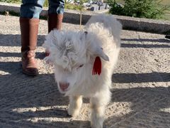 -德禄酸奶(莫家街店)