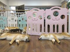 -柯斗斗主题餐厅·狗咖·围炉煮茶·茶饮(国瑞升平里店)