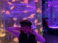 -海合安成都极地海洋公园