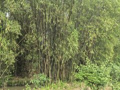 -桤木河湿地公园