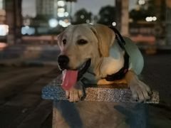 -瑞派紫金宠物医院24小时·骨科·中兽医·重症转诊中心(番禺大石院)
