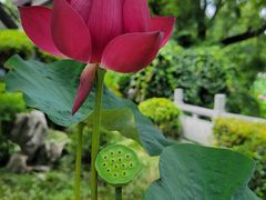 -莫愁湖公园