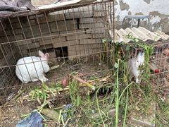 -大自然农场蔬菜草莓采摘园