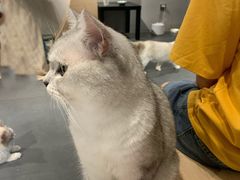 -有猫咖啡umeow coffee