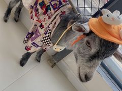 -怪兽屋·羊驼·猫咖·狗咖(俊华广场店)