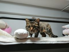 -宠爱国际动物医院· 猫科· 外科·中兽医(长白店)