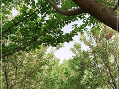 -古柏渡丰乐樱花园