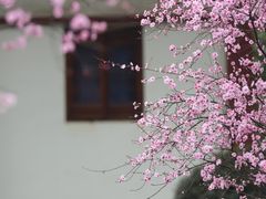 -青羊宫