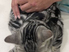 -福懋动物医院·犬猫全科·外科·重症科(杏林分院)