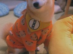 -逗柴咖啡屋·狗咖猫咖宠物桌游