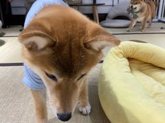 -逗柴咖啡屋·狗咖猫咖宠物桌游