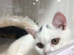 -1013 PET SHOP 宠物商店(近铁城市广场店)
