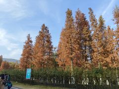 -习家池