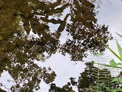 -深圳仙湖植物园