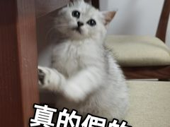 -艾吉宠物医院·疑难杂症转诊中心·猫友好(碧江路院)