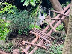 -都江堰中华大熊猫苑