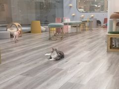 -BABIT巴比特宠物(MOMOPARK店)