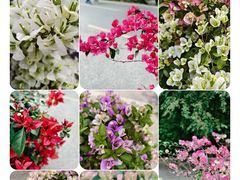 -深圳市中科院仙湖植物园