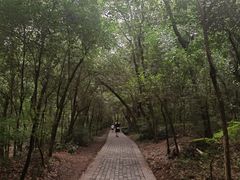 -紫金山山顶公园