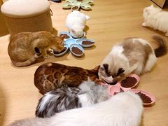 -猫腻·猫咖·撸猫馆(星光大道店)
