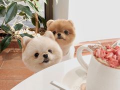 -Double Rui宠物酒店