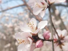 -桃花堤公园