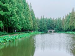 -水杉园