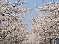 -高东镇樱花园