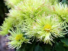-秦美花卉(天朗·莱茵小城2期店)