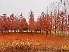 -黄海国家森林公园