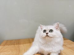 -Pets First伊珊娜洗护·精致美容·家庭式寄养(新会路店)