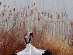 -盐城丹顶鹤湿地生态旅游区