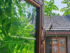 -两棵枇杷树