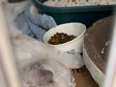 -宠福鑫康馨动物医院·骨科·眼科