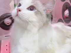 -FAELING PETS美天灵宠物(富力广场店)