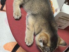 -天宠宠物医院24小时·急重症诊疗中心·全科·腔镜特色(和平分院)