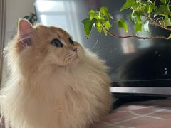 -猫十亿·布偶金渐层·曼基康矮脚猫舍(青年路店)