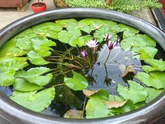 -龙华素斋(龙华路店)