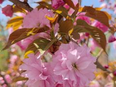 -长白岛森林公园