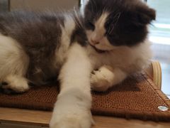 -飞行喵MR PILOT|猫舍·猫咖(静安大融城店)