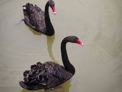 -大湾区中央湿地公园