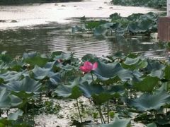 -新江湾城公园