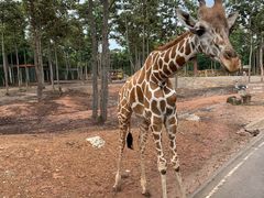 -清迈夜间动物园