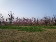 -春花秋色城市公园