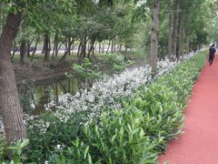 -上海长兴岛郊野公园